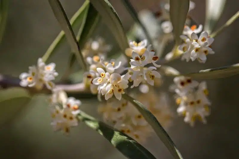 Close-up of blooming olive blossoms used in natural skincare from Provence