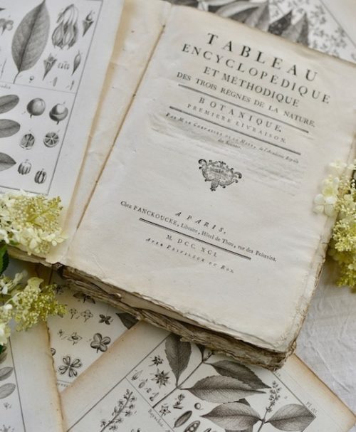 Antique botanical print- My Stylish French Box August 2019