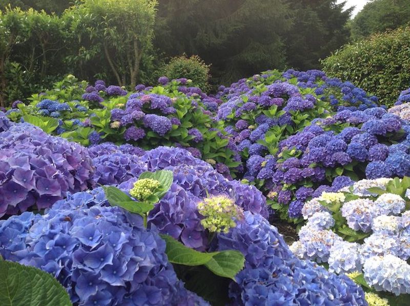 Les Hortensias du Haut-Bois