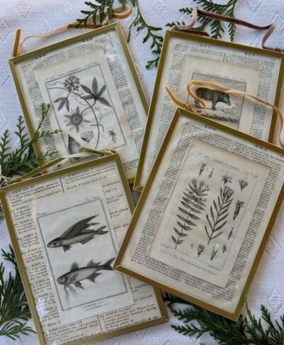 French antique botanical print framed and ready to hang