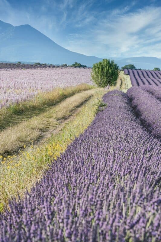 FRENCH SUBSCRIPTION BOX SUMMER IN PROVENCE