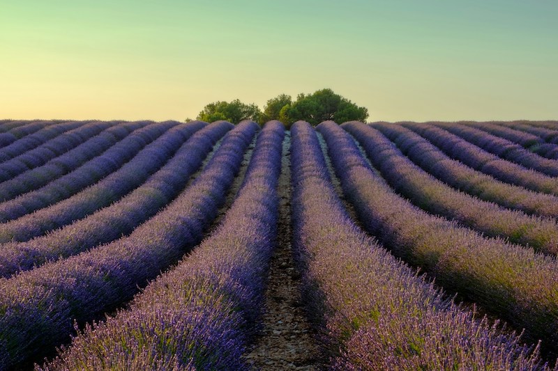 Provençal Colors of Summer
