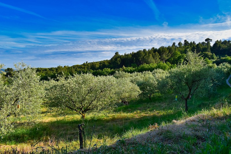 OLIVE TREES IN PROVENCE