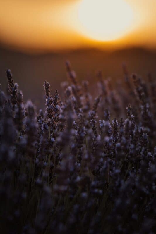 The Art of Lavender: Provence's Purple Gold