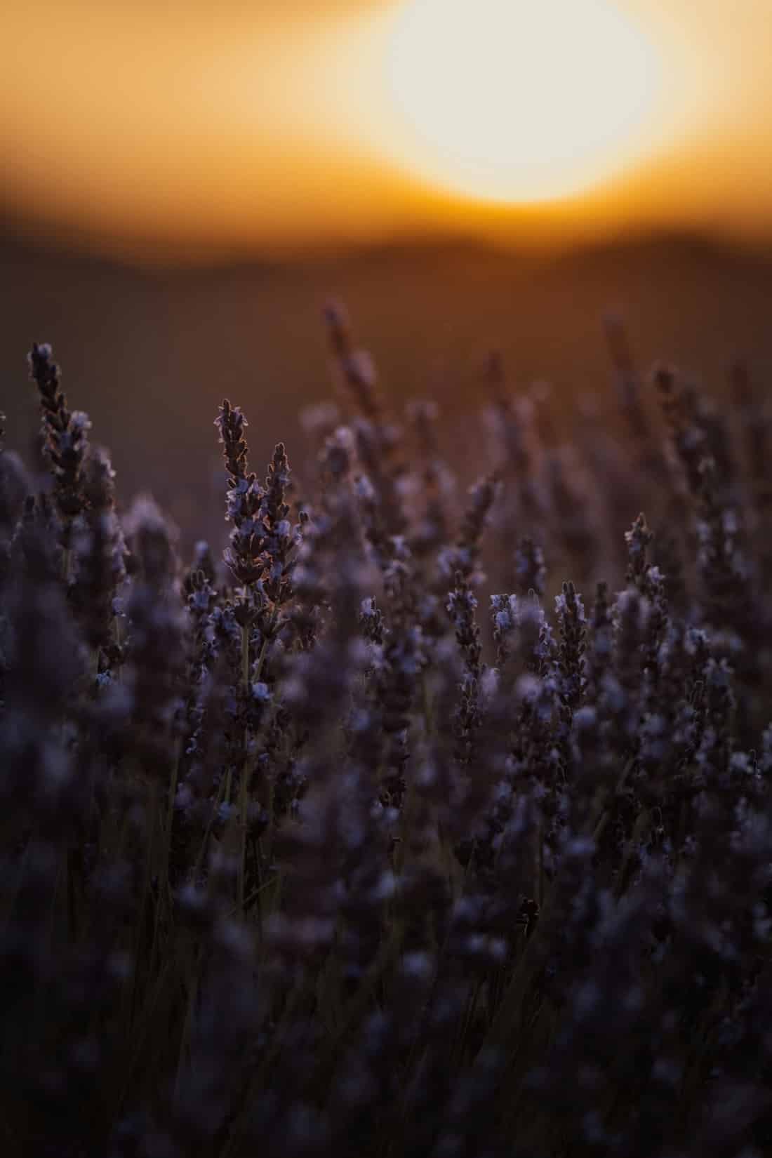 The Art of Lavender: Provence's Purple Gold