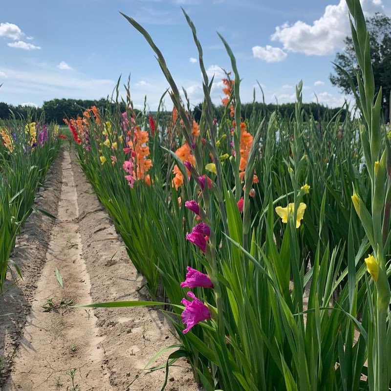 Best-Flower-Farms-Near-Paris-la-cueillette-de-compans