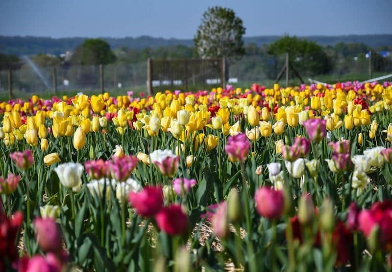 BEST FLOWER FARMS NEAR PARIS - FERME DE GALLY