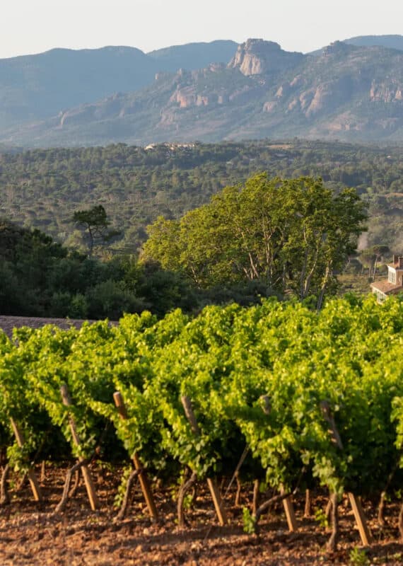 Chateau Esclans vinyard