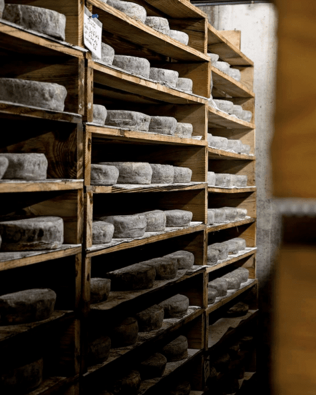 best french cheeses saint-nectaire
