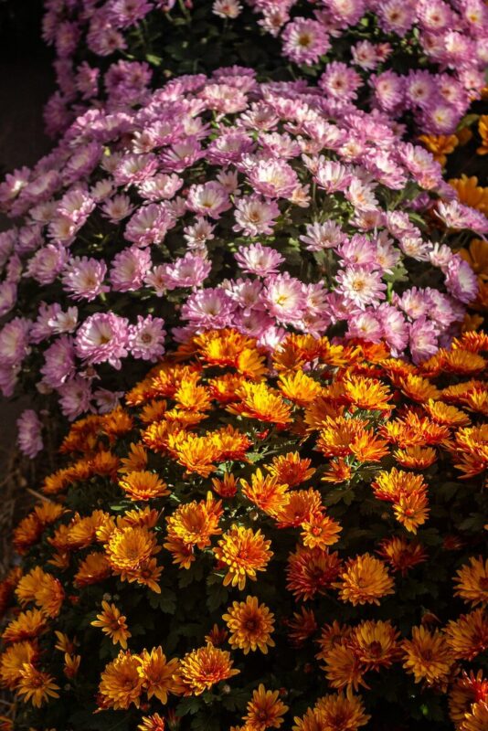 Fresh Flowers for Fall and Winter Chrysanthemums