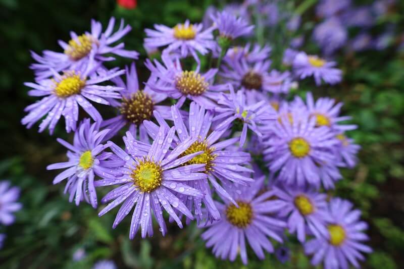 Fresh Flowers for Fall and Winter asters