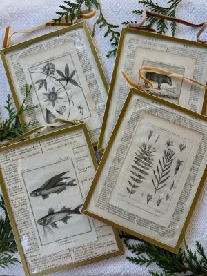 French antique botanical print framed and ready to hang